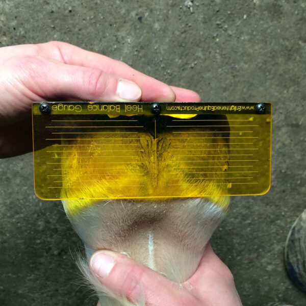 Hoof Measurement Package - Image 3